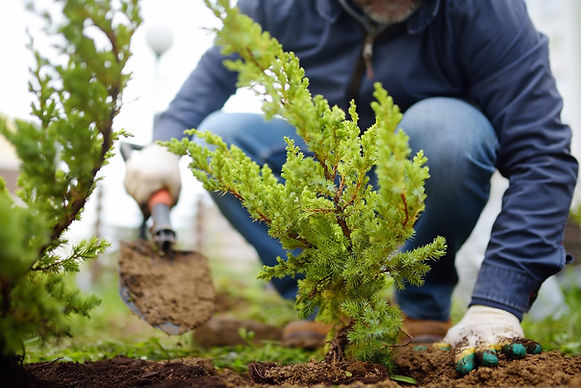 Landscaper planting young shrubs in a garden bed